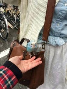 コメントの画像