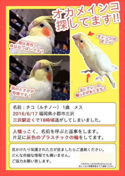 コメントの画像