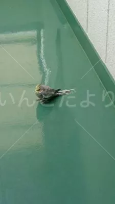 コメントの画像