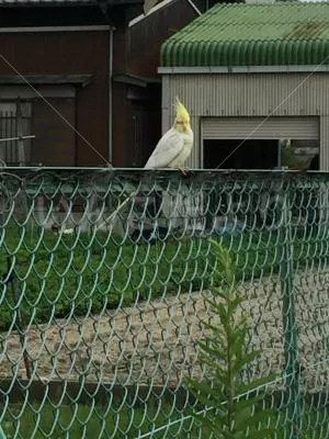 コメントの画像