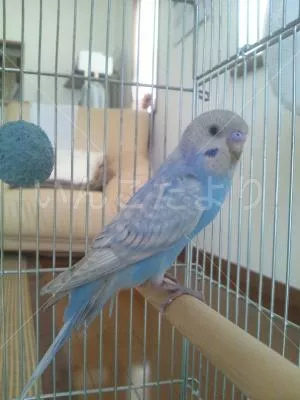 コメントの画像