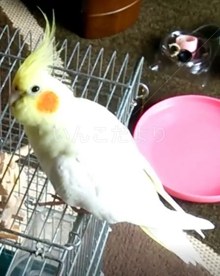 コメントの画像