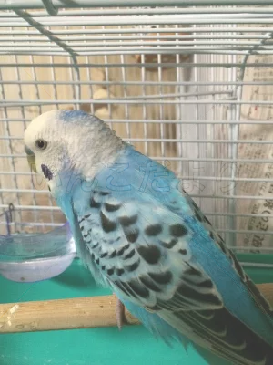 コメントの画像