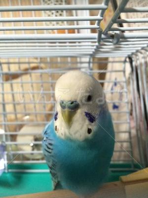 コメントの画像