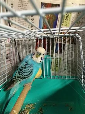 コメントの画像