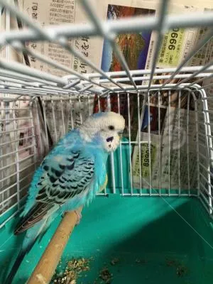 コメントの画像