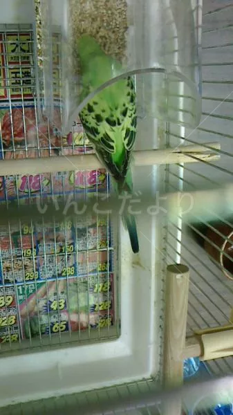 コメントの画像