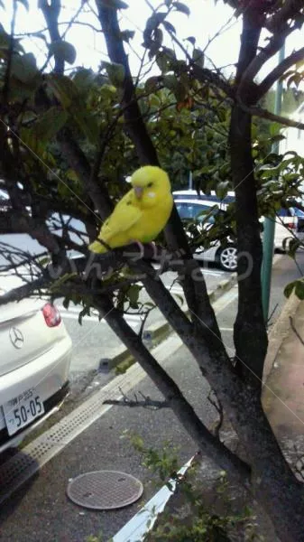 コメントの画像