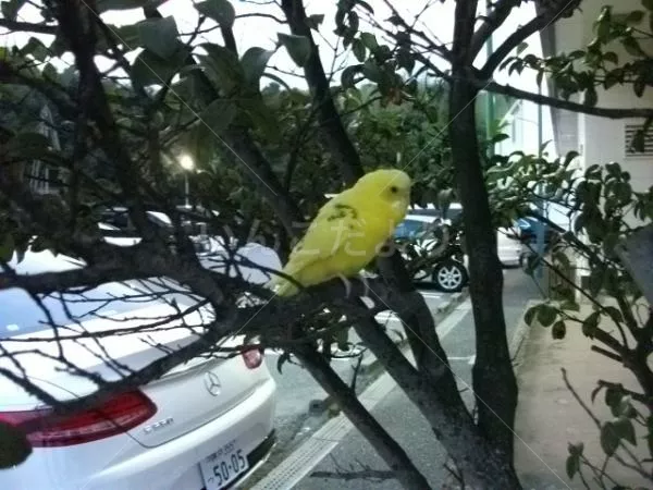 コメントの画像