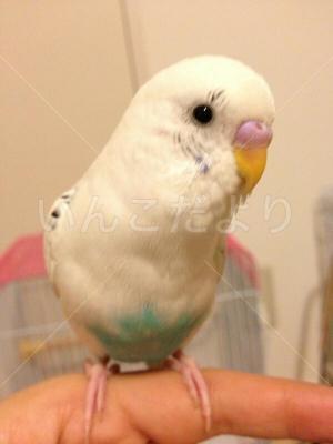 コメントの画像