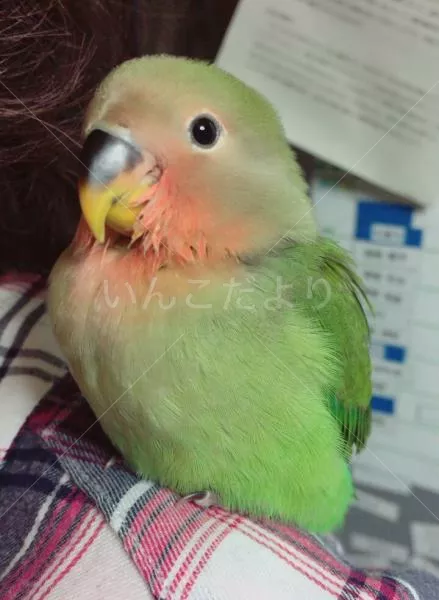 コメントの画像