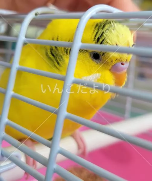 コメントの画像