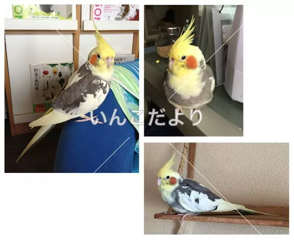 コメントの画像