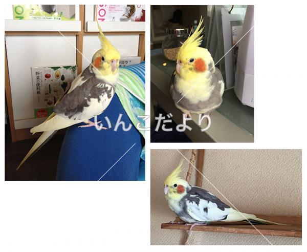 コメントの画像