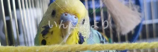 コメントの画像