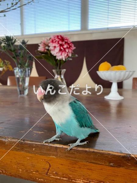 コメントの画像