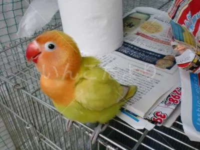 コメントの画像