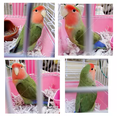 コメントの画像