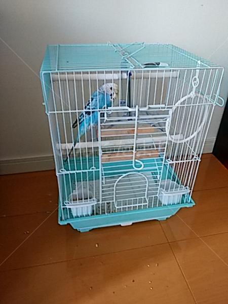 コメントの画像