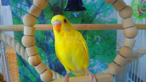 コメントの画像