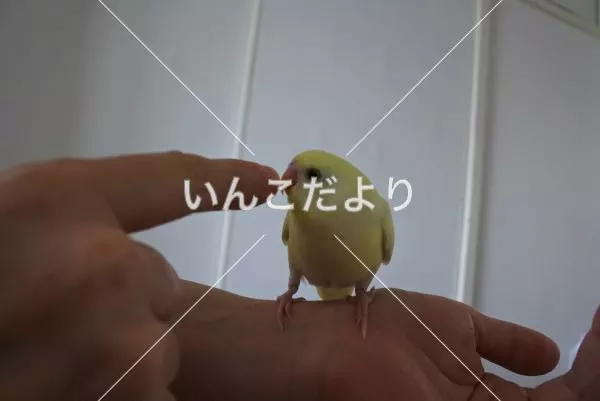 コメントの画像