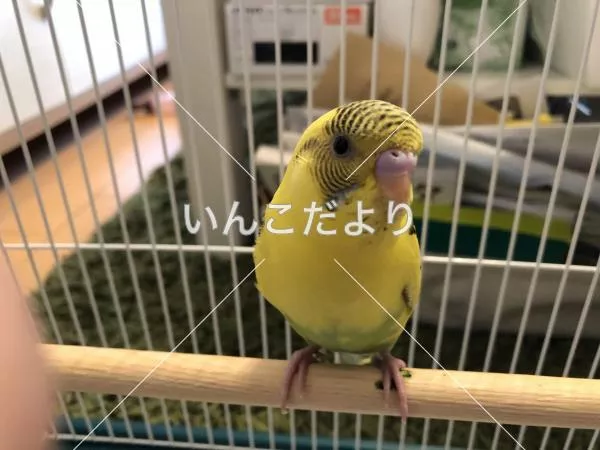 コメントの画像