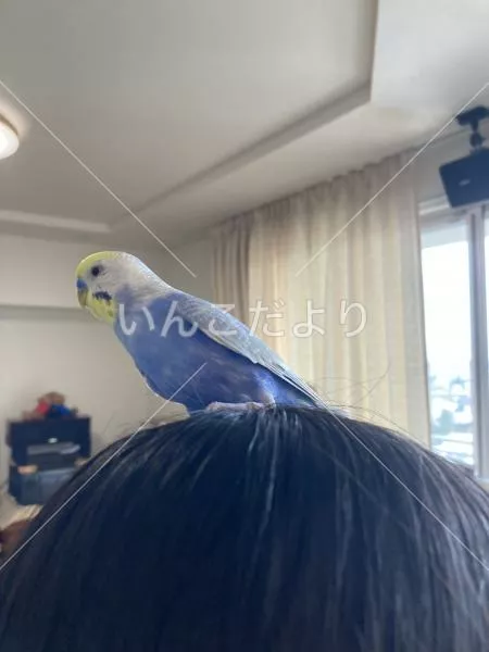 コメントの画像