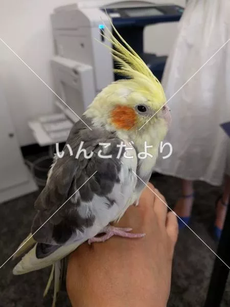 コメントの画像