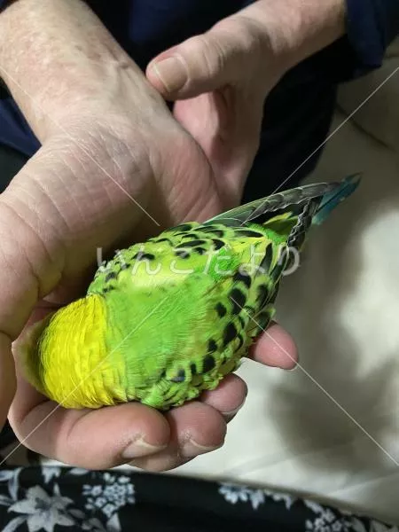 コメントの画像