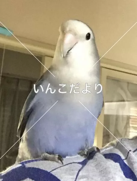 コメントの画像