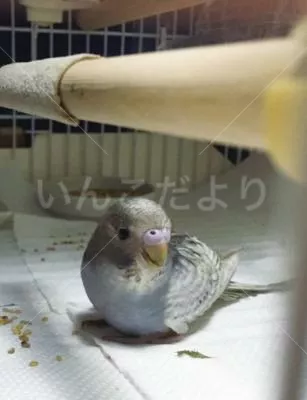 コメントの画像