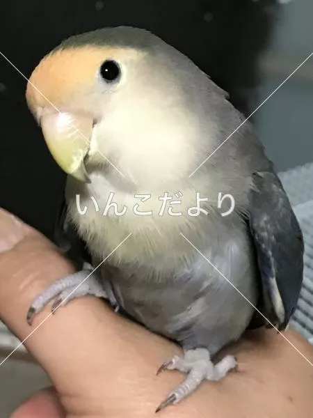 コメントの画像