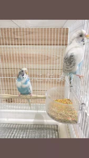 コメントの画像