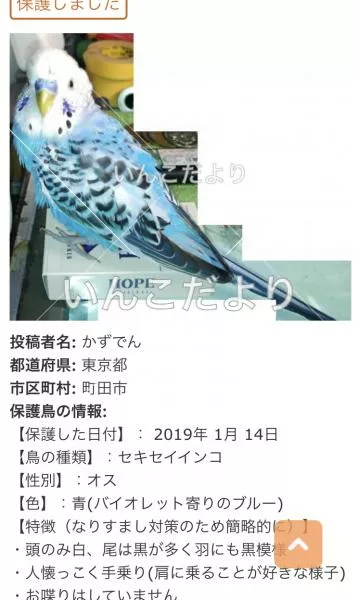 コメントの画像