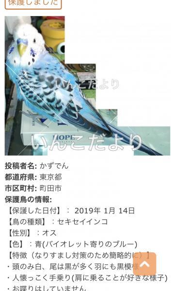 コメントの画像