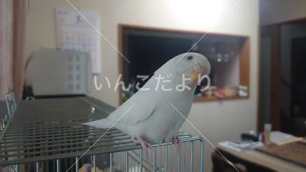 コメントの画像