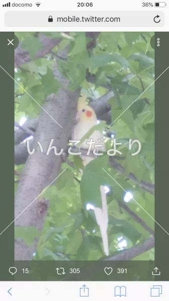 コメントの画像