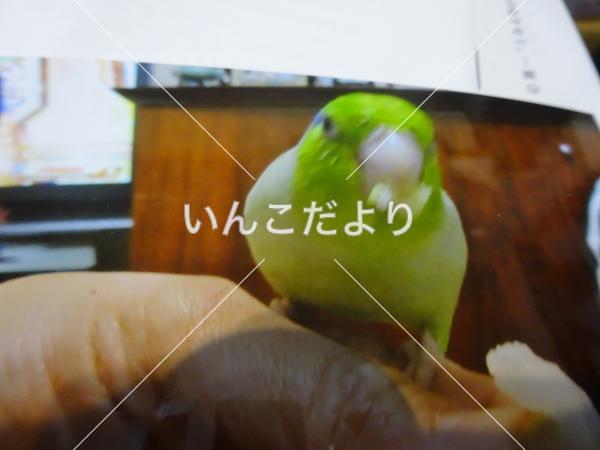 コメントの画像