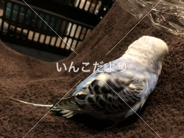 コメントの画像