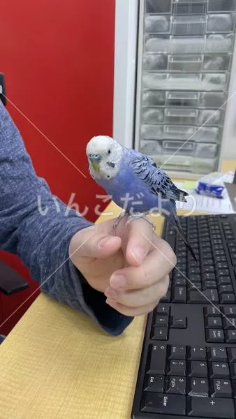 コメントの画像