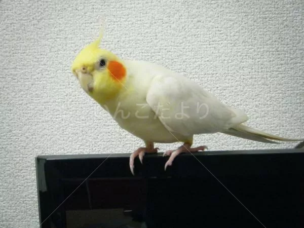 コメントの画像