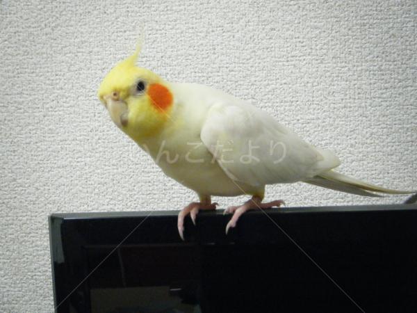 コメントの画像