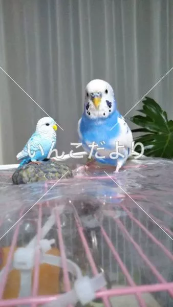 コメントの画像