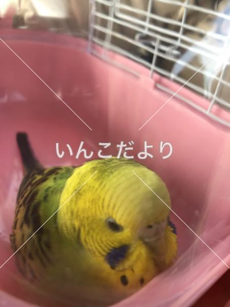コメントの画像