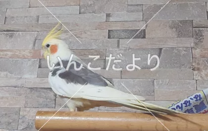 コメントの画像