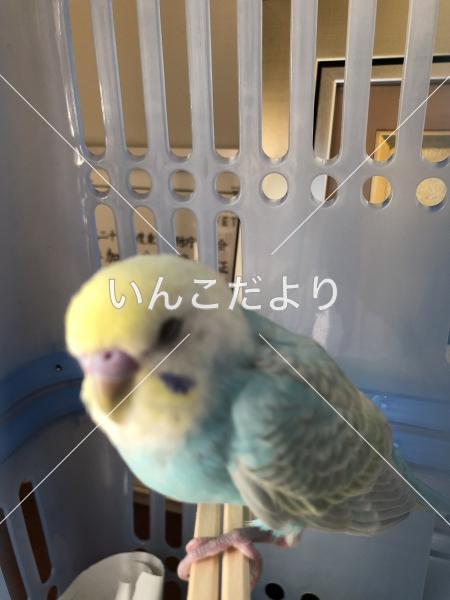 コメントの画像