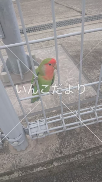 コメントの画像