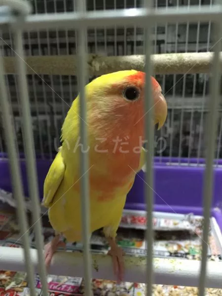 コメントの画像