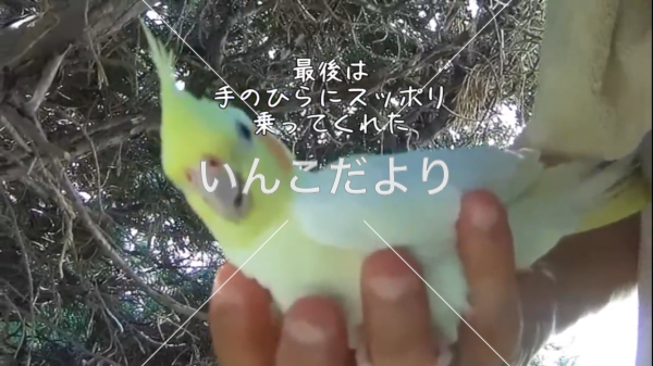 コメントの画像