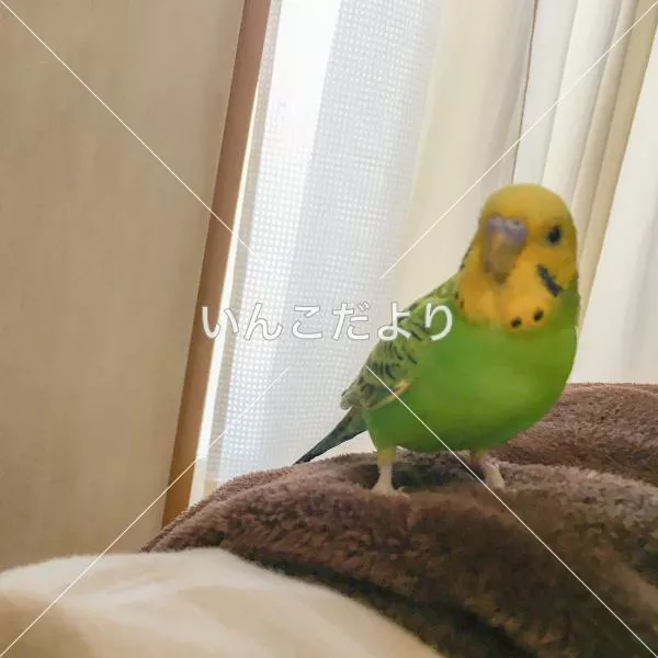 コメントの画像